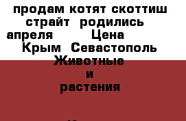 продам котят скоттиш страйт, родились 6 апреля 2017 › Цена ­ 5 000 - Крым, Севастополь Животные и растения » Кошки   